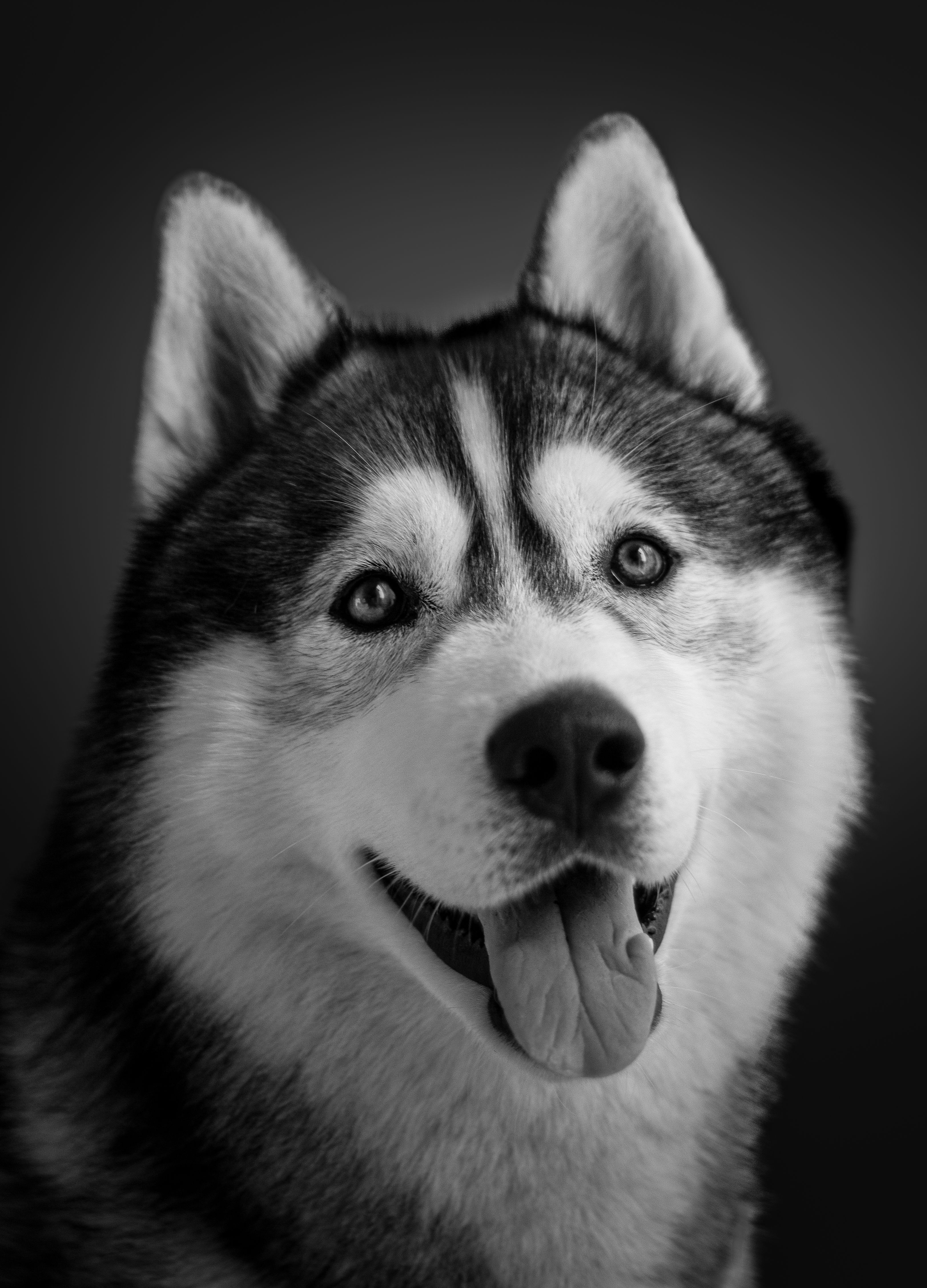 Black and White Husky Portrait with Expressive Eyes · Free Stock Photo