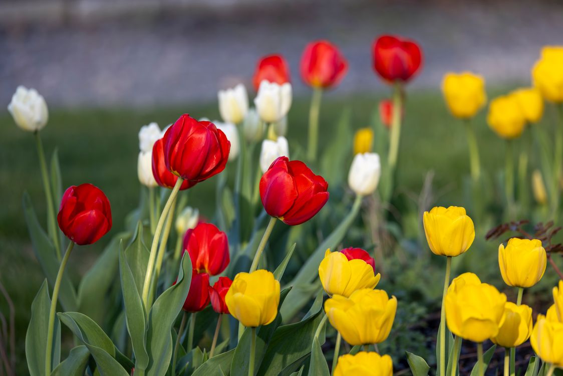 Vibrant Spring Tulip Garden in Bloom · Free Stock Photo