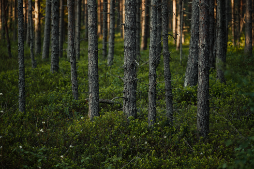 Serene coniferous forest scene with sunlight creating patterns on tree trunks and lush green undergrowth.