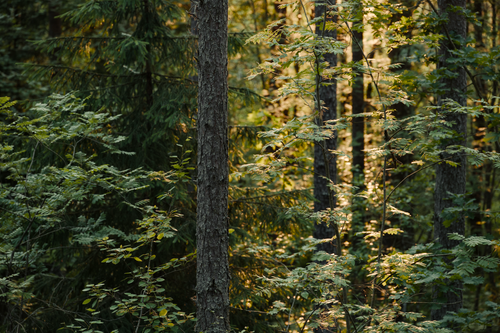 Free Peaceful view of a sunlit forest with lush green foliage and tall trees. Stock Photo