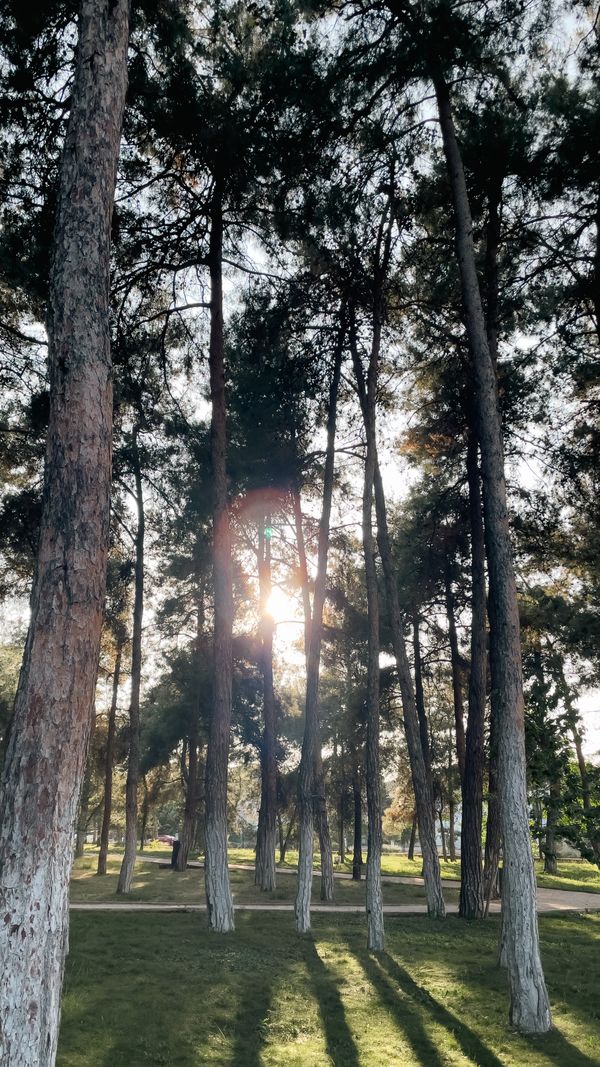 Pinheiros altos com a luz do sol entrando, capturando a beleza serena da natureza.