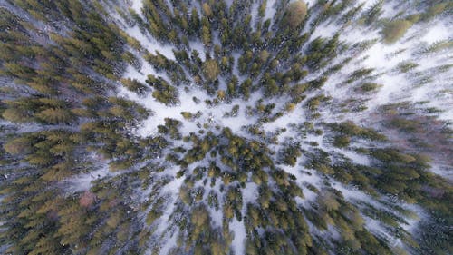 無料 雪に覆われたフィールド上の緑の木々の空中写真 写真素材