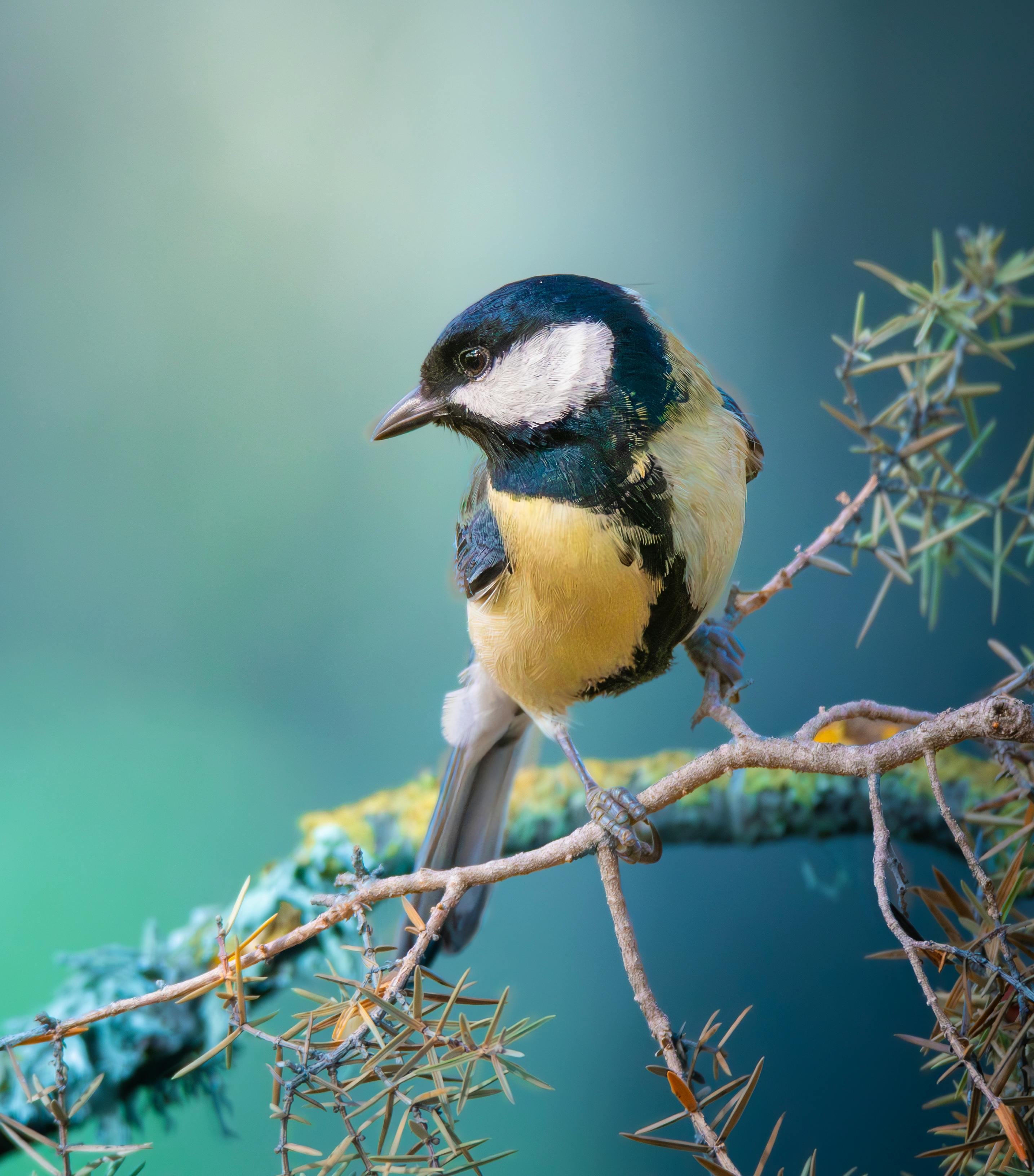 Free A vivid Great Tit (Parus major) perched on a branch in its natural habitat, showcasing its colorful plumage. Stock Photo
