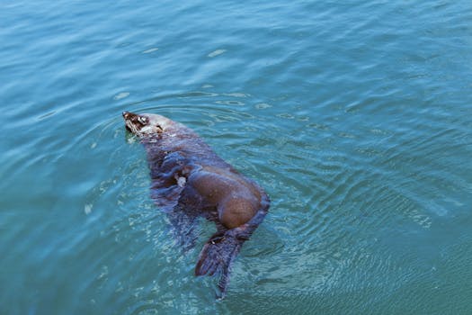 人与海豚在海洋中