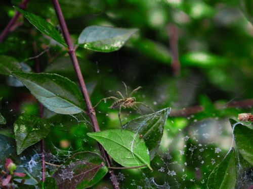Free Close-up of a spider on green leaves in a natural setting, showcasing intricate web details. Stock Photo