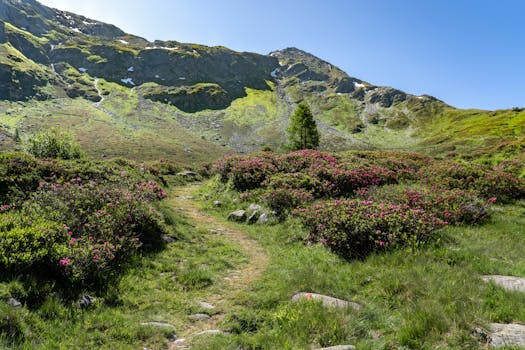A picturesque mountain path surrounded by blooming alpine flowers under a clear blue sky.