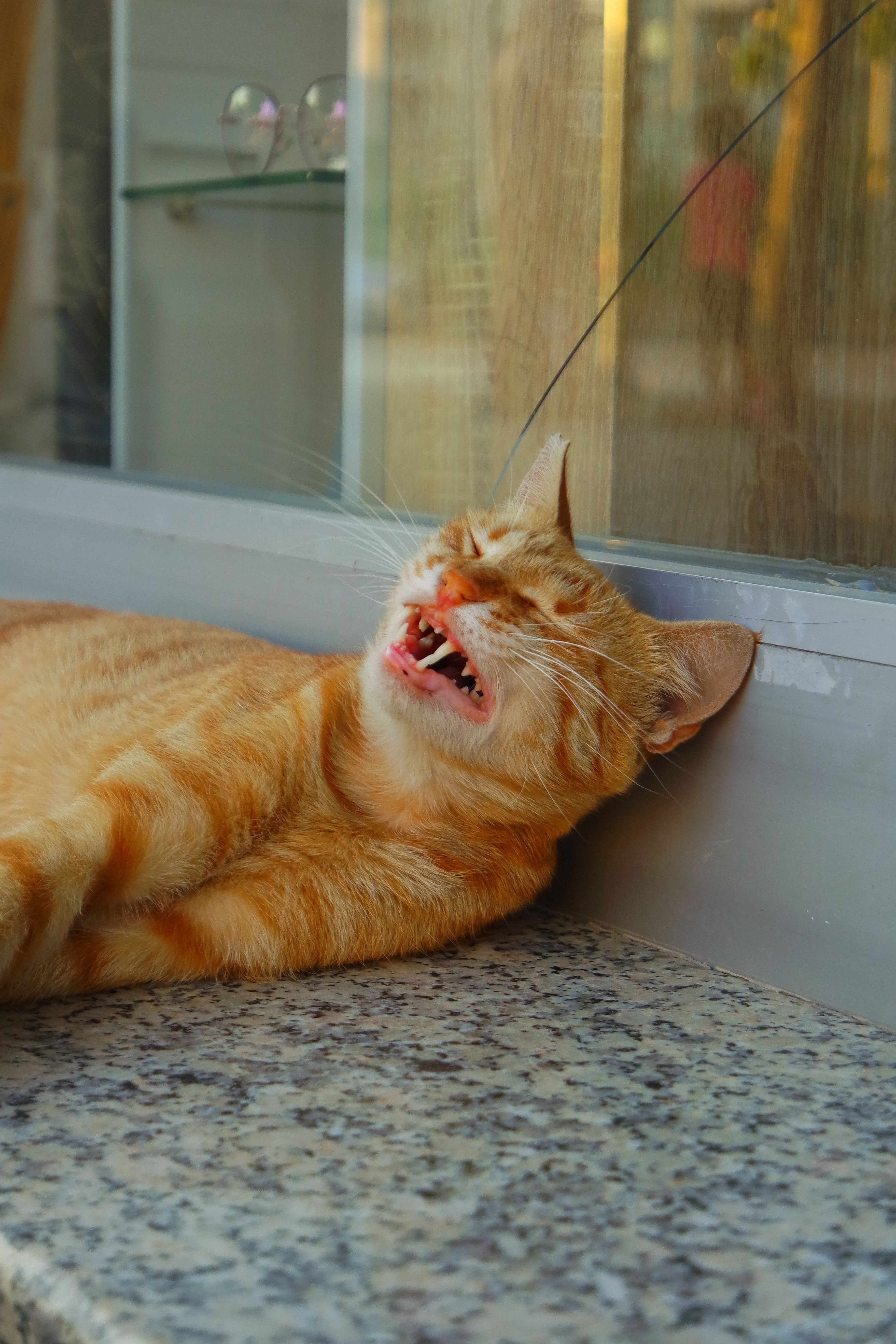 Ginger Cat Sleeping on a Window Ledge Outdoors · Free Stock Photo
