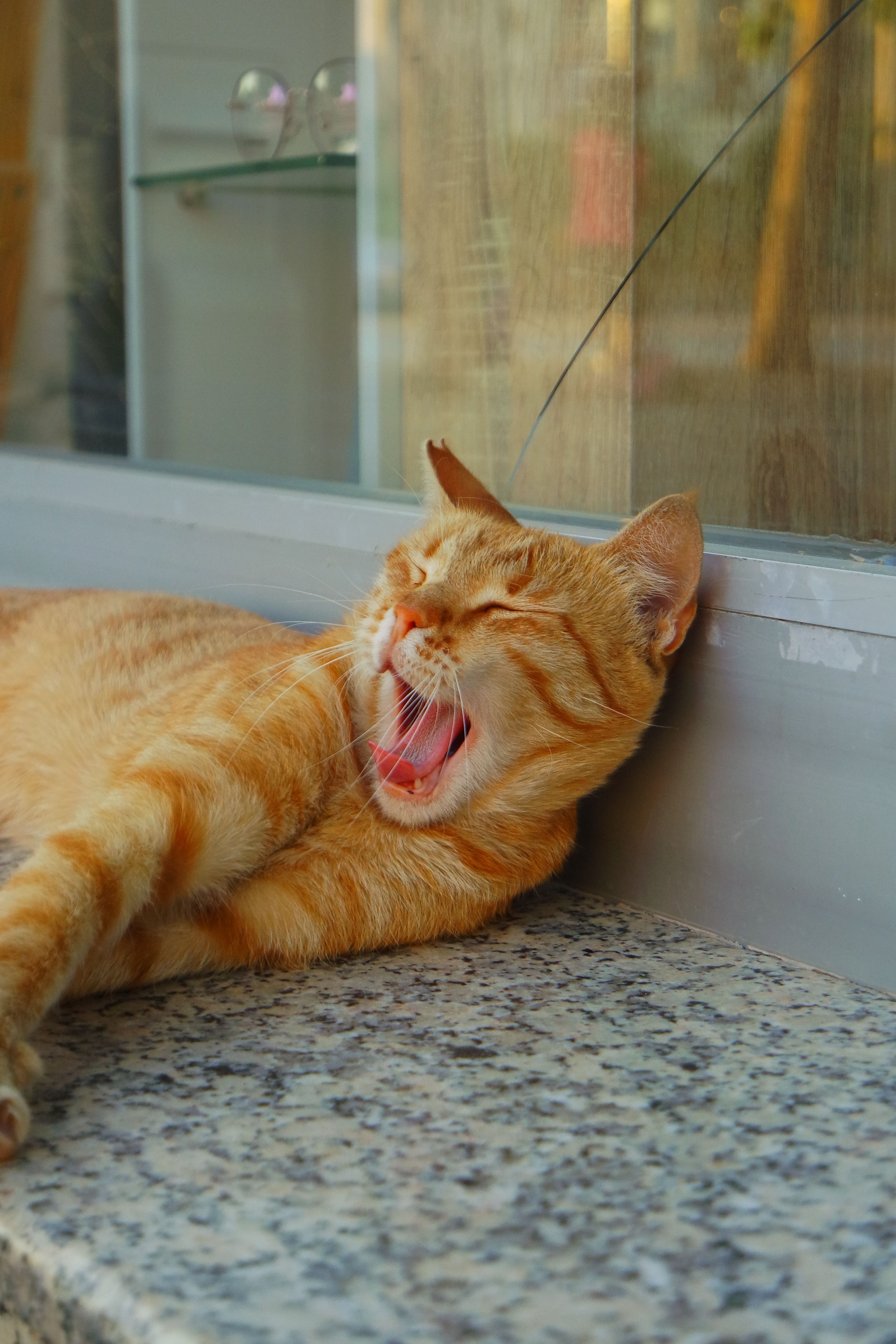 Ginger Cat Yawning on Sunny Urban Ledge · Free Stock Photo