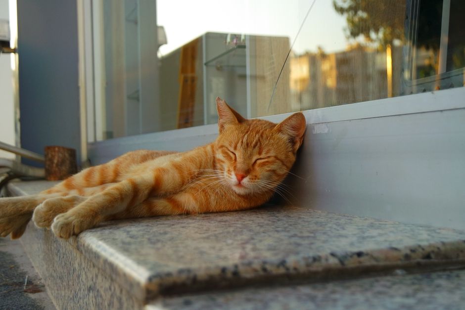 Seu gato NÃO DORME com você?