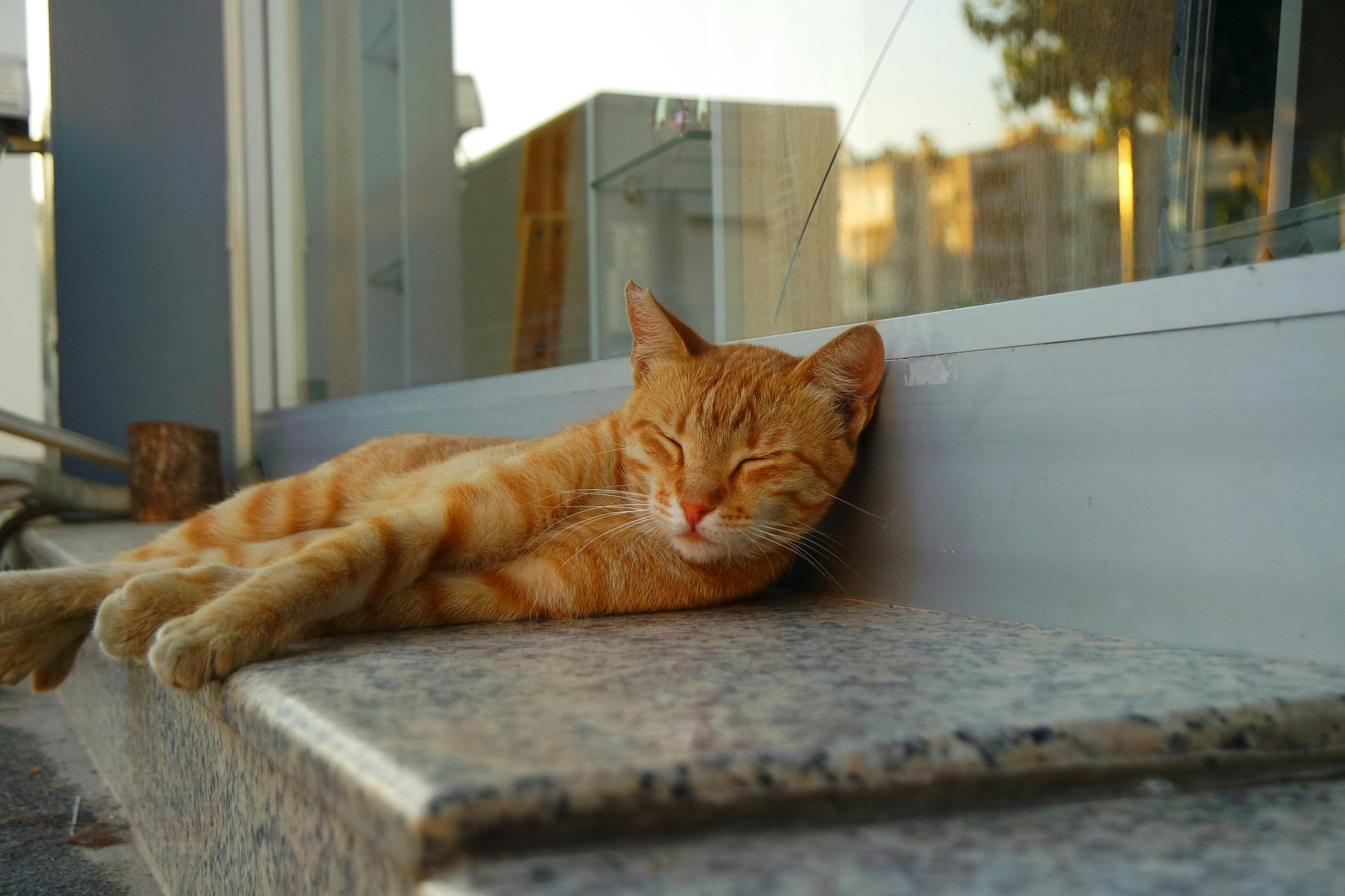 Cozy Ginger Cat Sleeping on a Street Ledge · Free Stock Photo