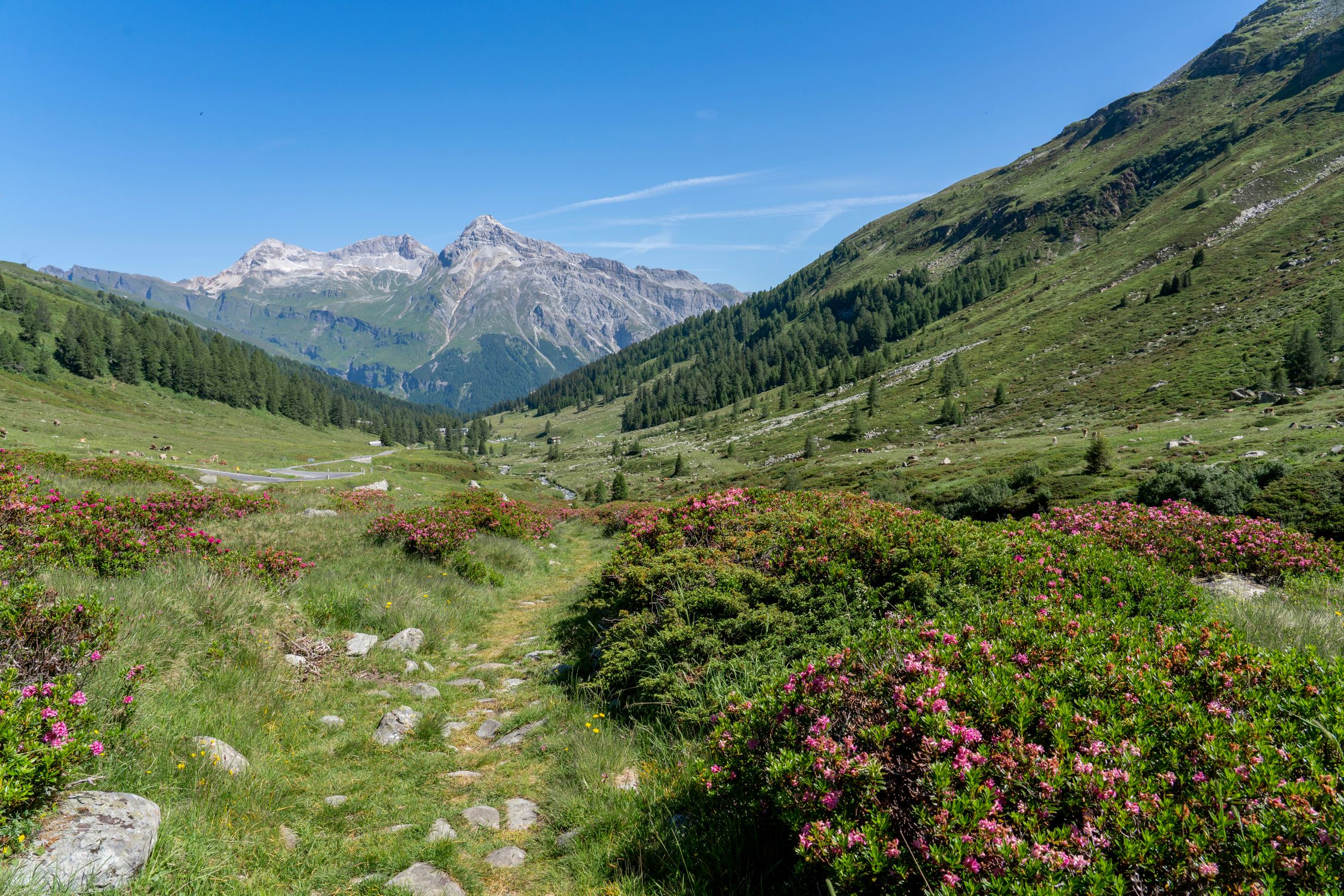 Scenic Alpine Trail with Wildflowers and Mountains · Free Stock Photo