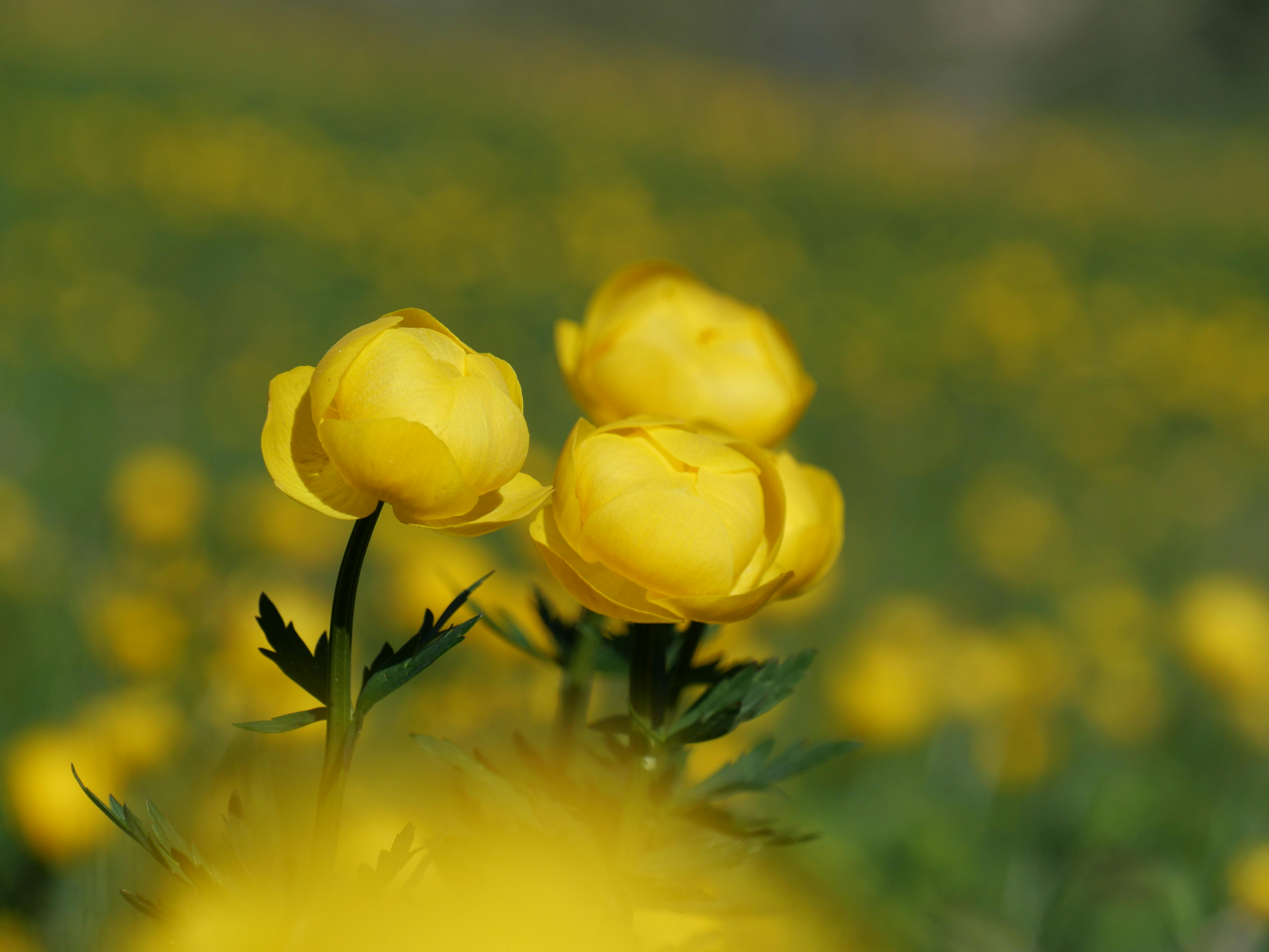 Free Close-up of vivid yellow flowers blossoming in a lush summer meadow, capturing nature's beauty. Stock Photo