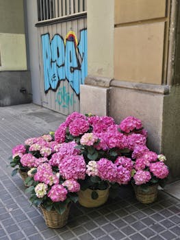 Beautiful display of pink hydrangeas on a city street corner with urban graffiti backdrop.