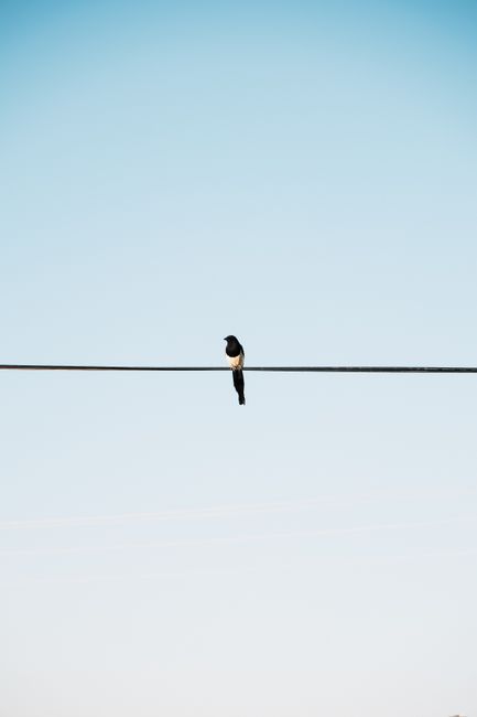 A lone magpie balances on a wire, set against a vast clear sky.