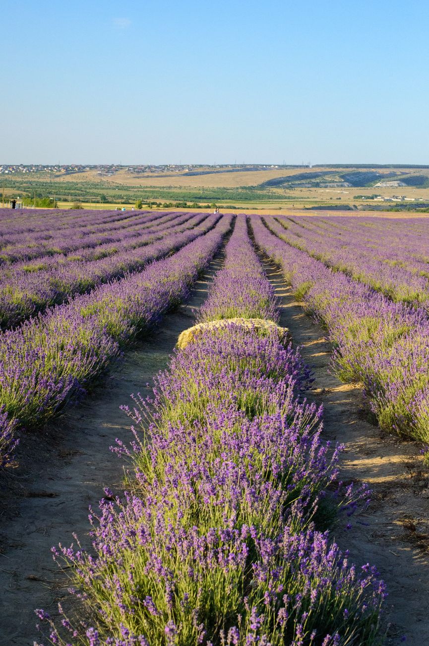 A stunning lavender field in full bloom stretching into the horizon under a sunny blue sky.. pexels, stunning, lavender