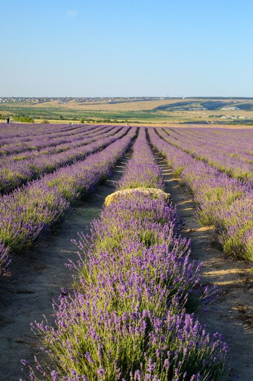 Free A stunning lavender field in full bloom stretching into the horizon under a sunny blue sky. Stock Photo