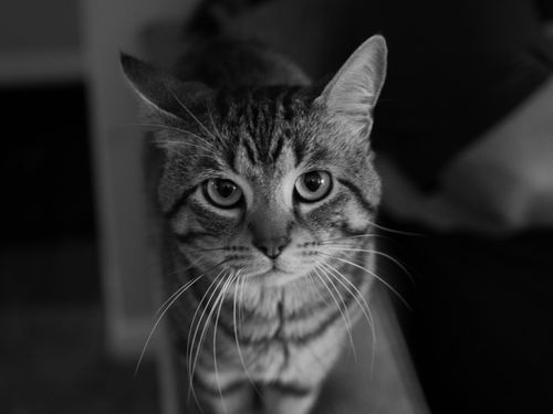 Free Black and white portrait of a tabby cat with expressive eyes, indoors. Stock Photo