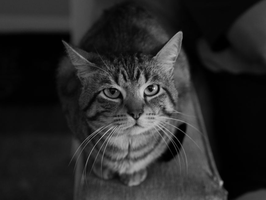 Why Does My Cat Water Fountain Keep Stopping? (Quick Fixes)