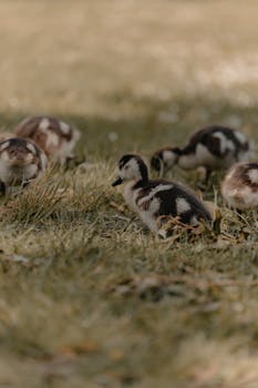 Group of goslings foraging in a grassy field during spring.