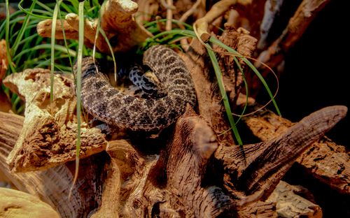 Free Close-up of a rattlesnake coiled on driftwood surrounded by desert plants. Stock Photo