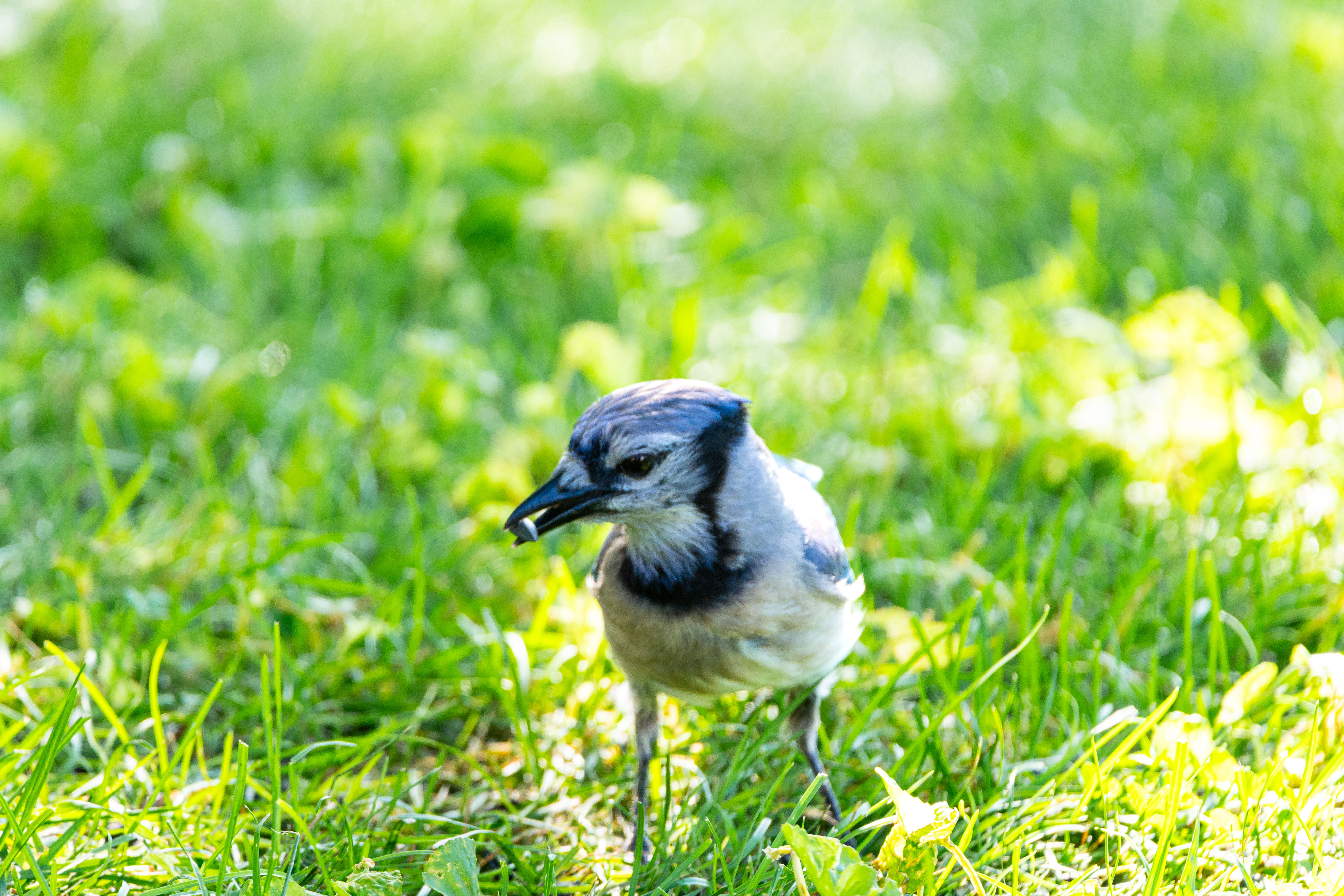 Close-up of Blue Jay in Sunny Grass Setting · Free Stock Photo