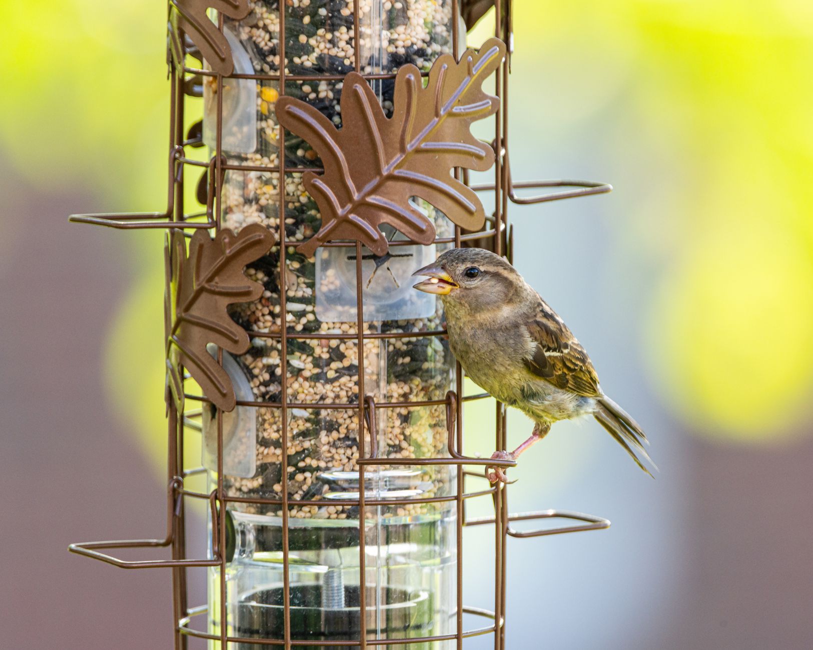 Best Bird Feeders 2026: Tube, Platform & Squirrel-Proof
