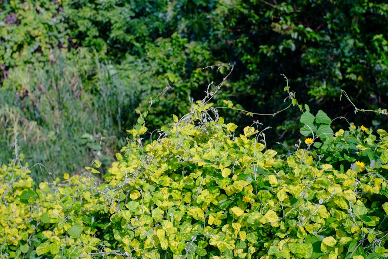 Free Booking Links cho khách sạn, quá tốt?