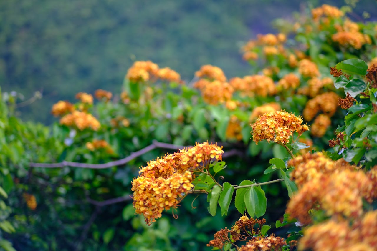 Thám tử lừng danh Conan | Chương 1156