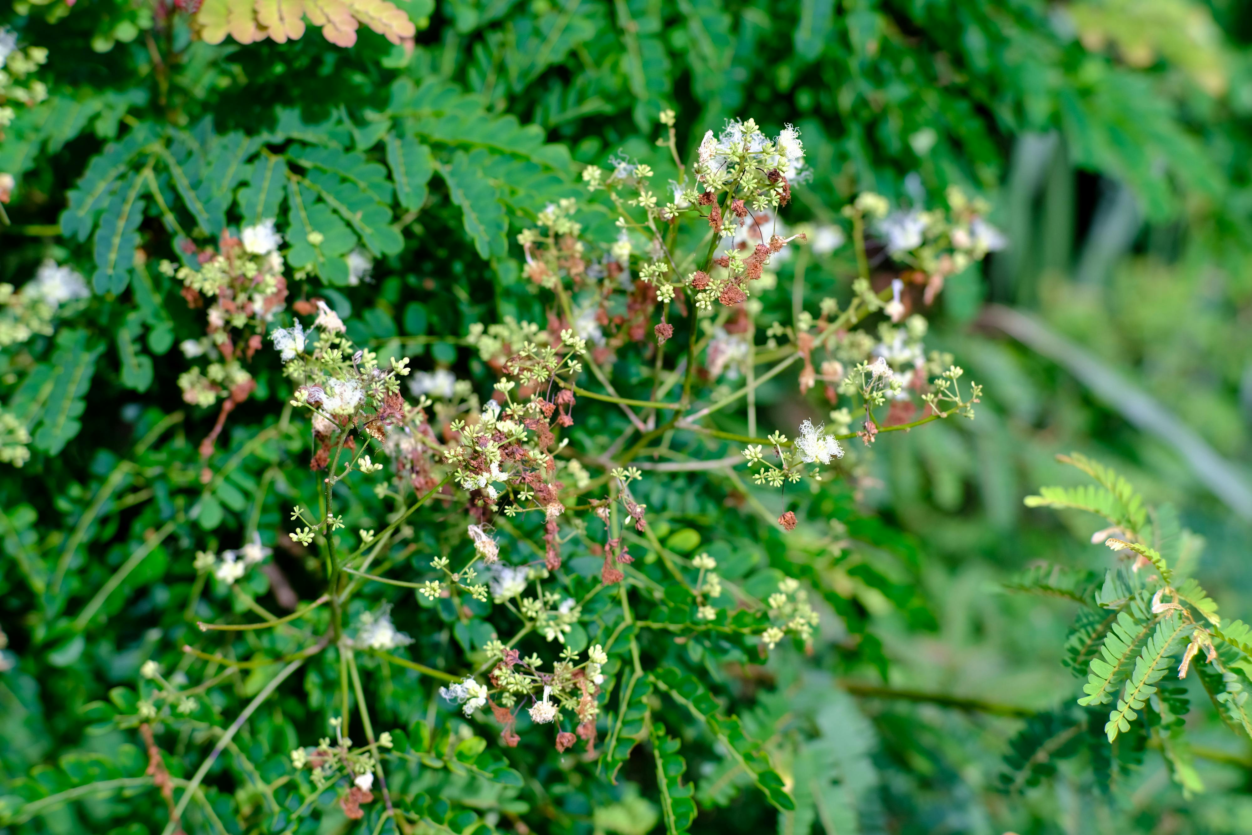 Gieo trồng hạnh phúc | Chương 12