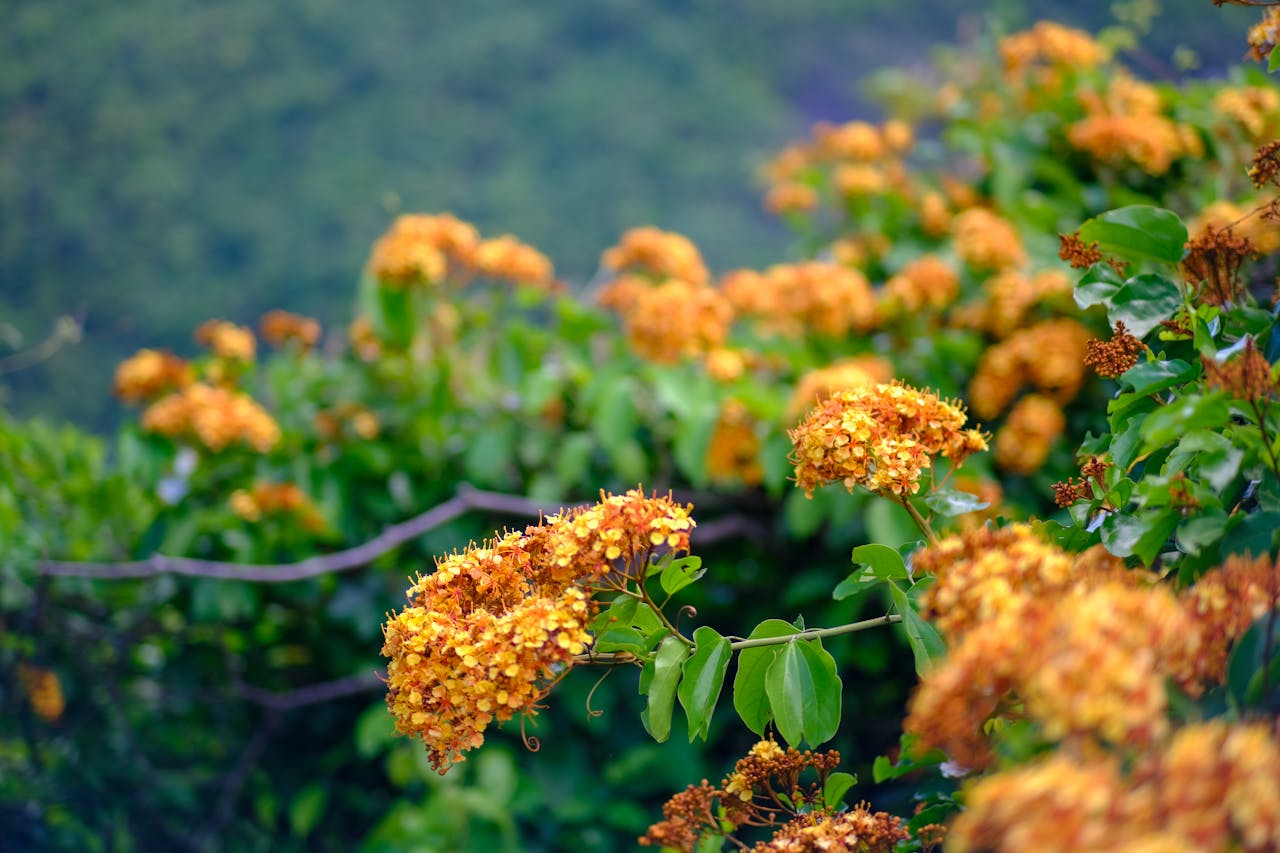 Hướng dẫn chi tiết về thiền cùng với chó