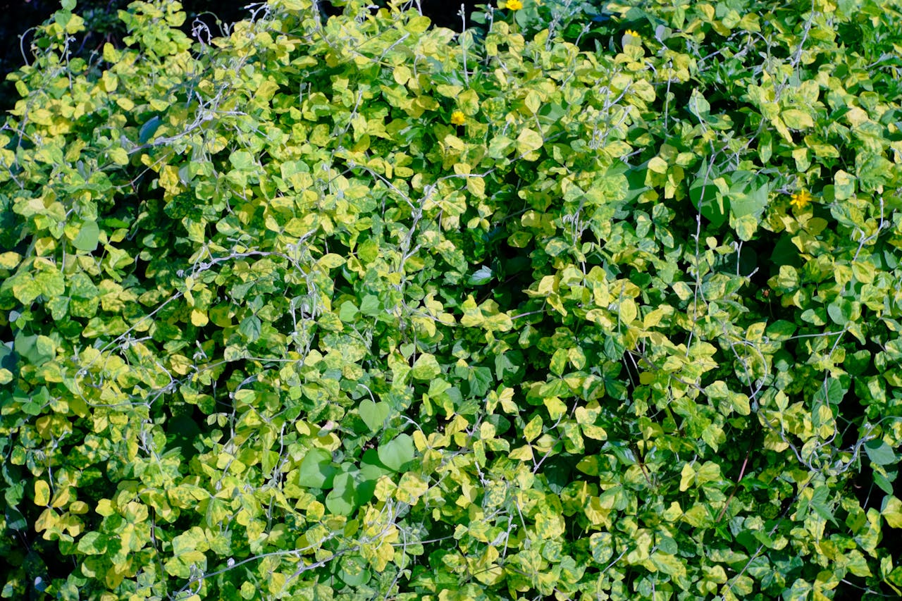 Thám tử lừng danh Conan | Chương 1107