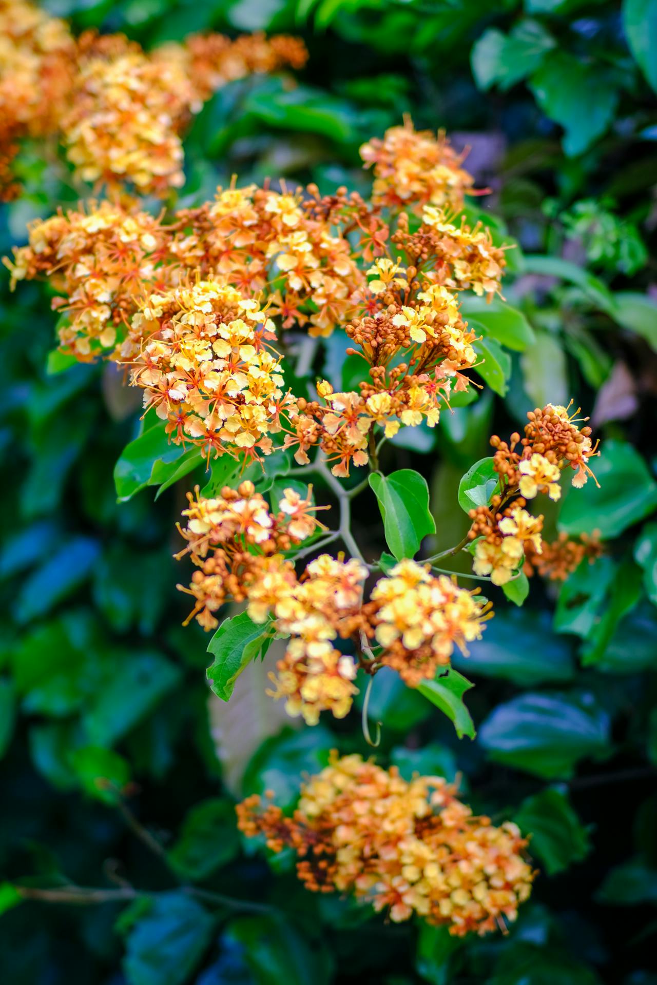 Edgar The premature burial