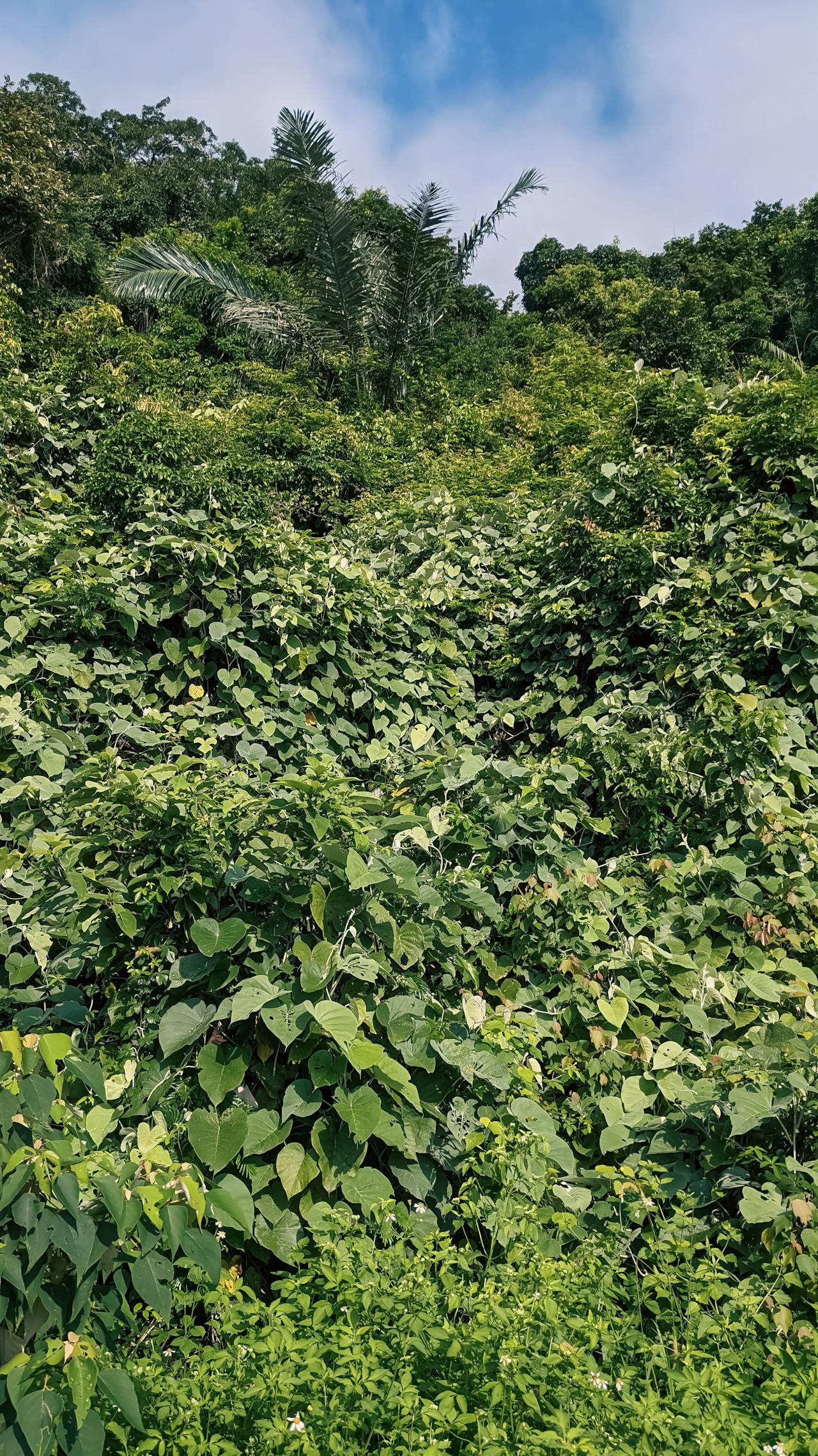 Thực vật có tri giác, nhưng chúng có ý thức không?