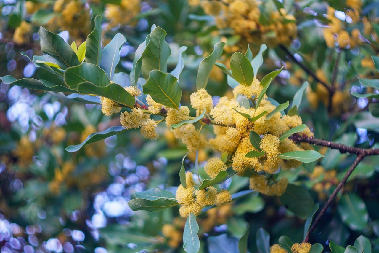 Văn học thế giới là gì – nhìn từ Stockholm?