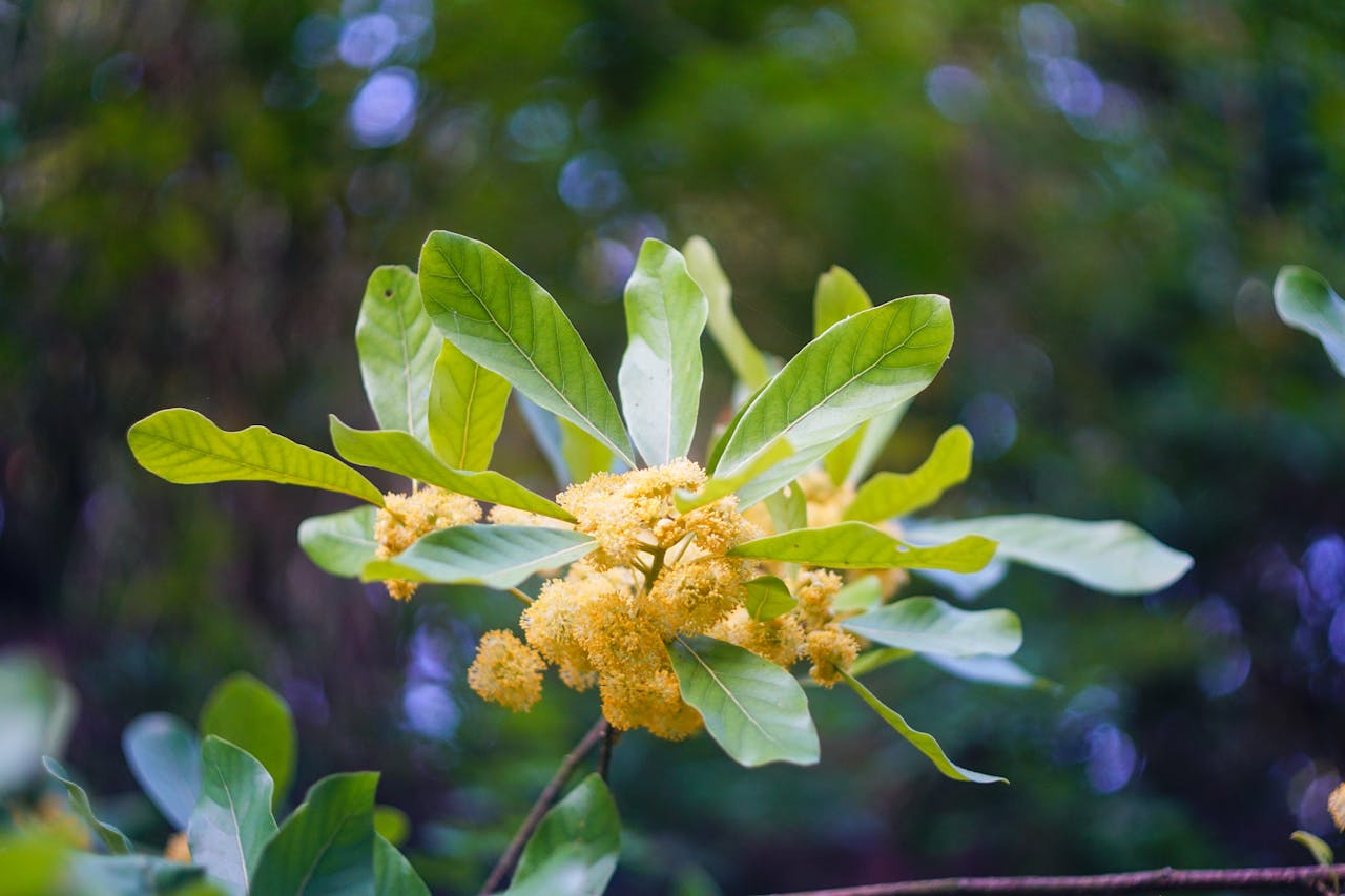 Hành tinh có nhất thiết phải hình tròn
