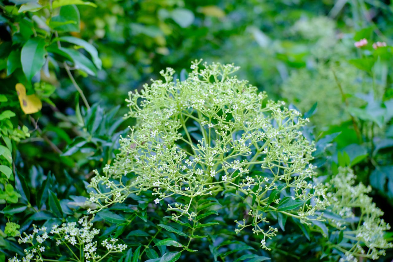 Thám tử lừng danh Conan | Chương 0461