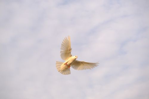Free A serene capture of a white dove flying in the open sky symbolizing peace and freedom. Stock Photo