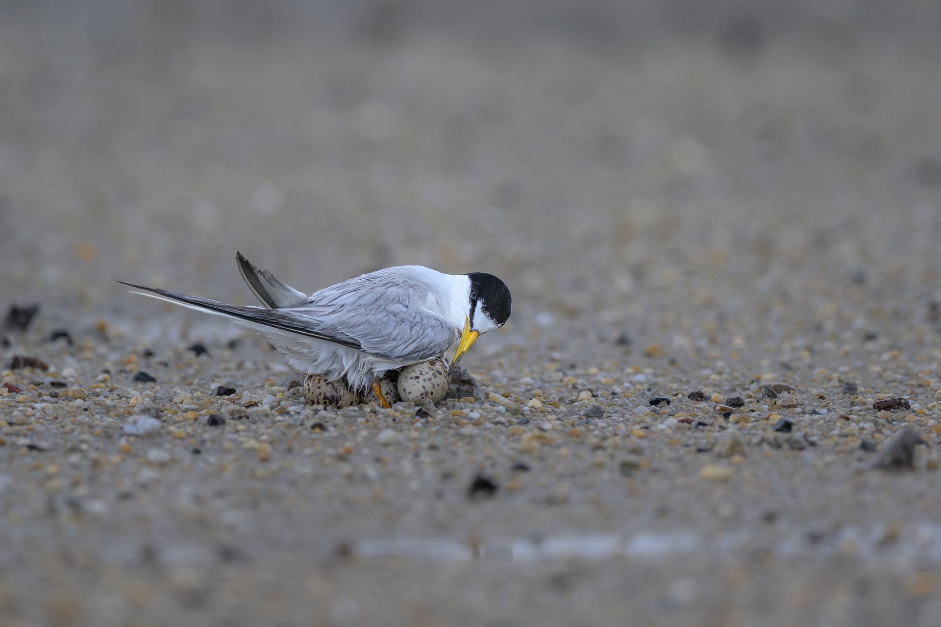 Close-up of a common tern nesting on a sandy beach, focusing on its protection of eggs.