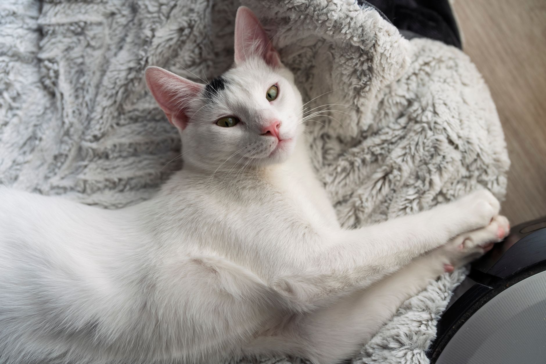 pexels-photo-32716447 Self-Cleaning Litter Boxes: Similar Products and Buying Checks