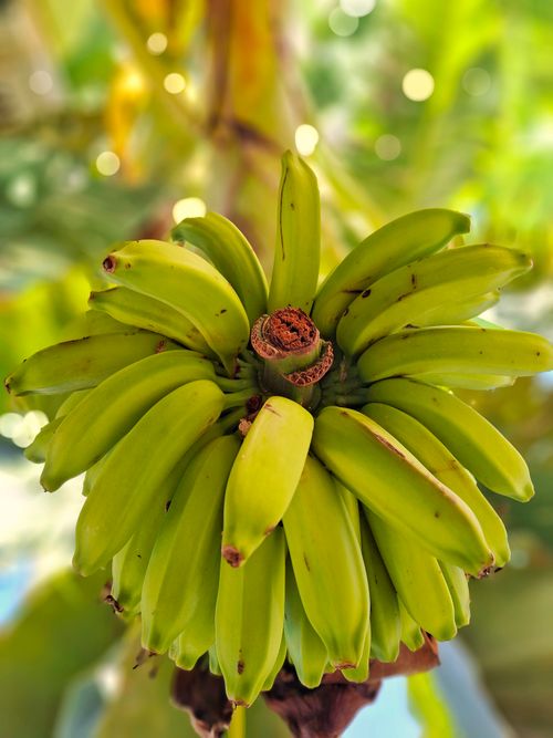 Free Vibrant close-up of a banana cluster growing outdoors on a sunny day. Stock Photo