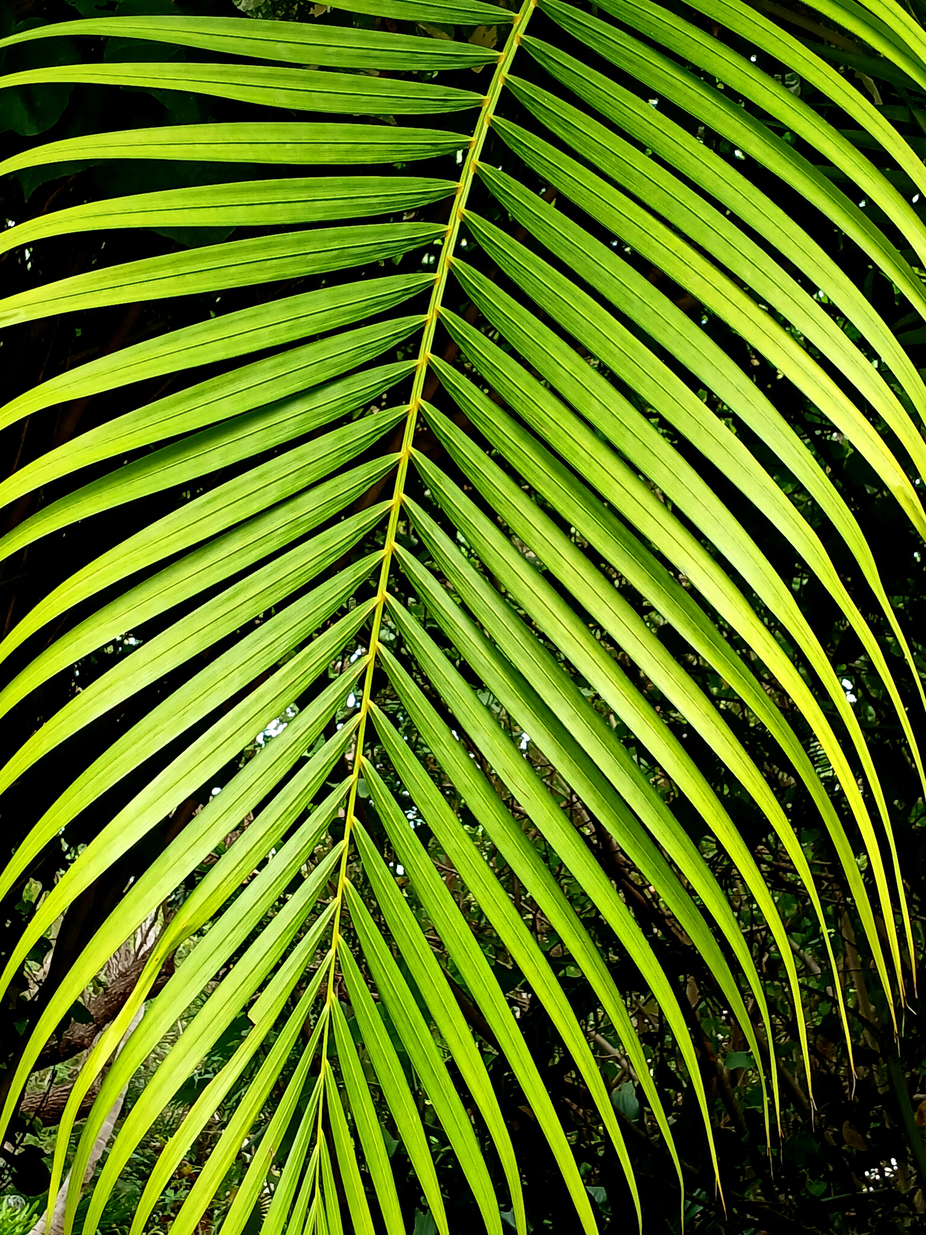 Bright green palm leaf with detailed fronds in natural light, showcasing tropical beauty.