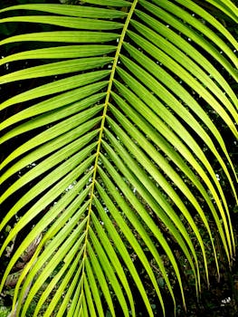 Bright green palm leaf with detailed fronds in natural light, showcasing tropical beauty.