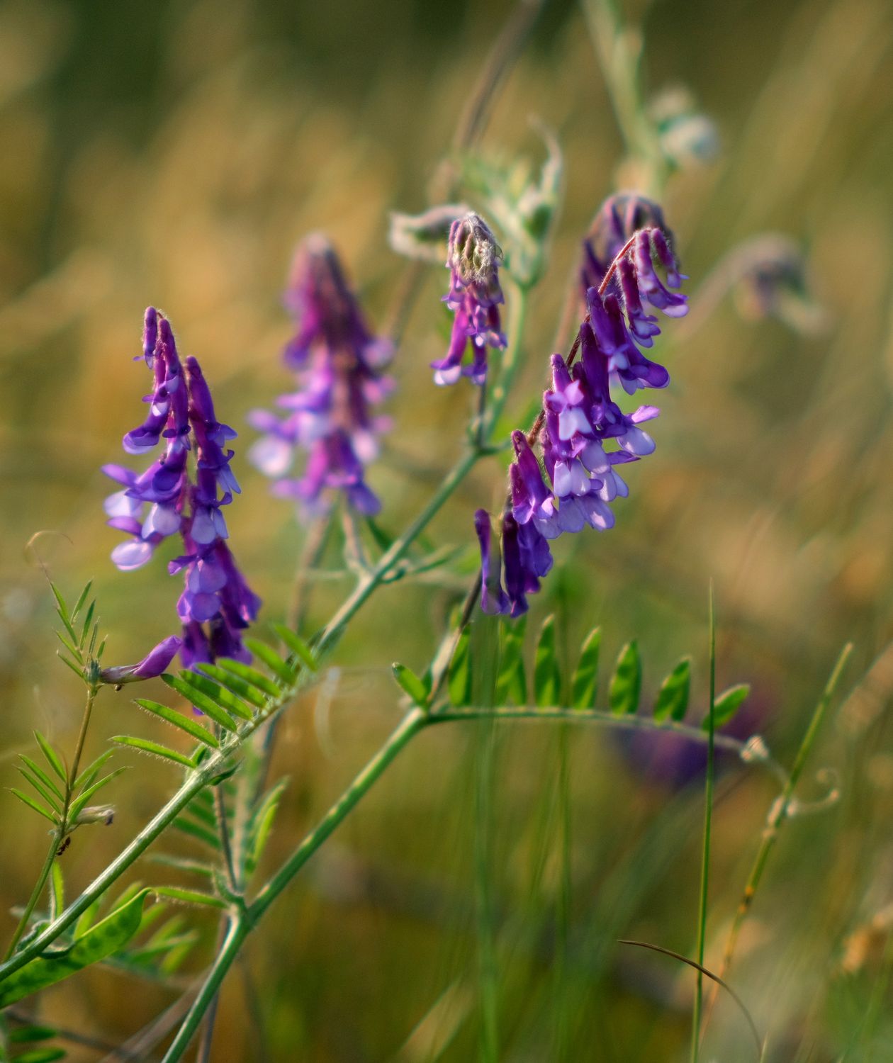 Prince Vetch Close-up of Purple Vetch Flowers in Bloom · Free Stock Photo