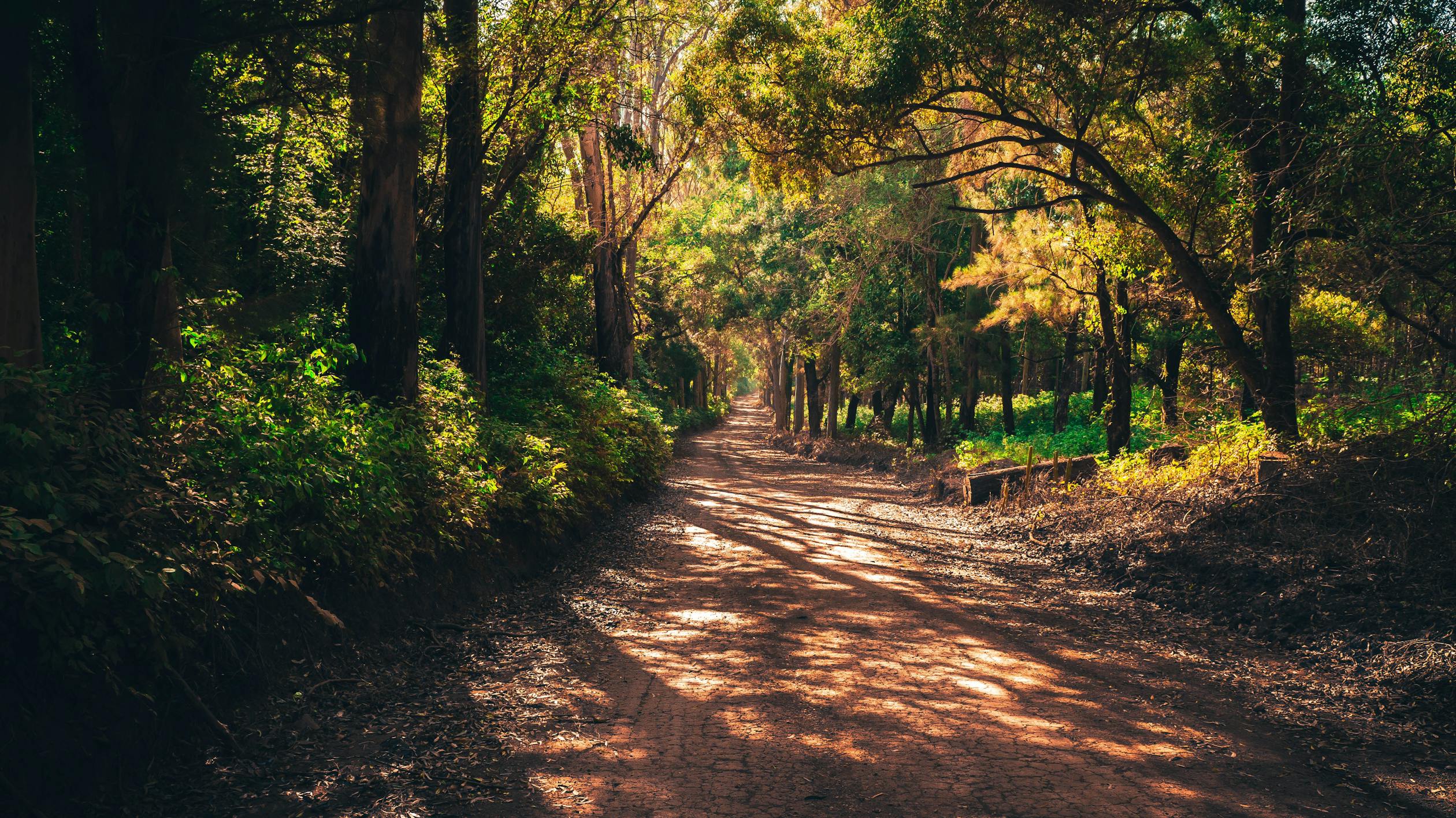 Trees in Forest In Broad Daylight