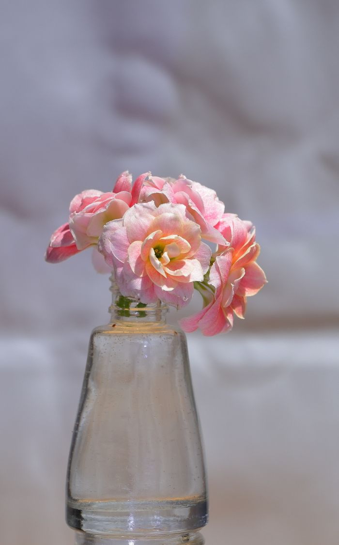 Delicate pink roses in a clear glass vase — photo by Mustafa Akın on Pexels