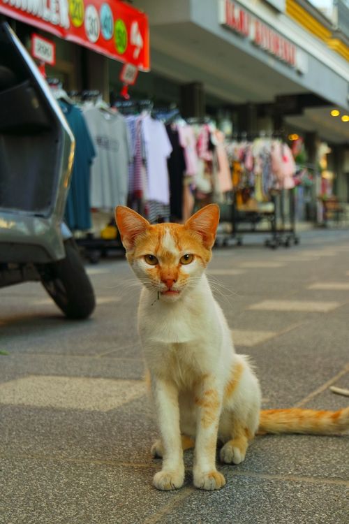 Free Ginger cat sitting on a busy pedestrian street with shops in the background. Stock Photo