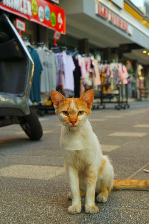 Free A curious ginger cat sits on a lively city street, capturing a moment of urban charm. Stock Photo