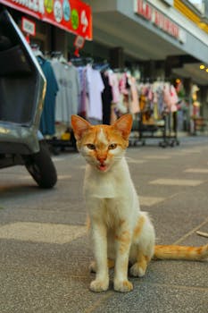 A playful ginger cat sitting on an urban street, surrounded by shops and clothing displays.