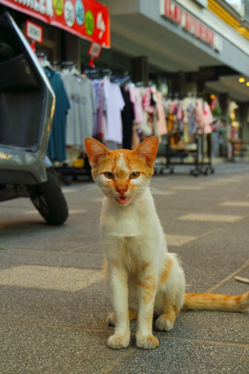 Free A playful ginger cat sitting on an urban street, surrounded by shops and clothing displays. Stock Photo