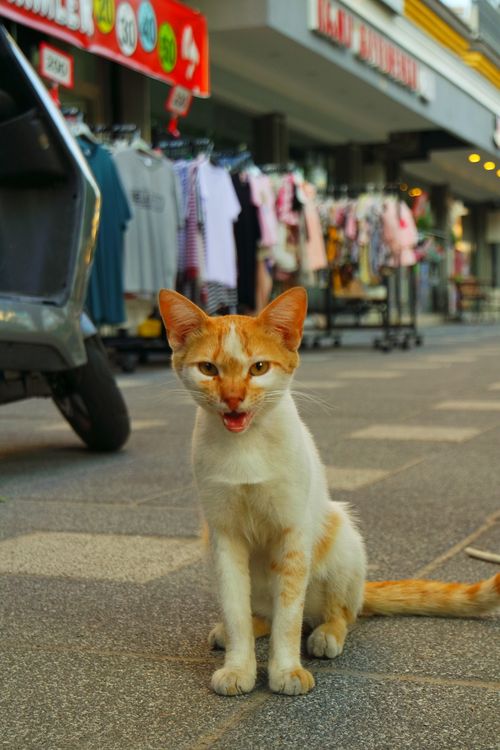 Free A playful ginger tabby cat sits on an urban street, surrounded by clothing shops. Stock Photo